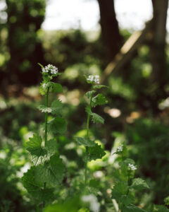 Garlic mustard